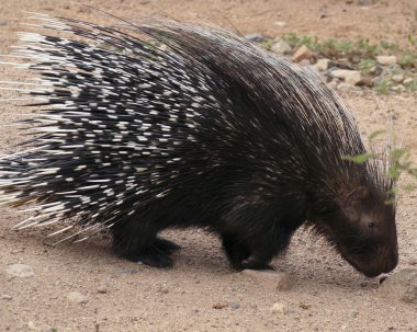 Afrikalı bir tepeli kirpi hystrix cristata