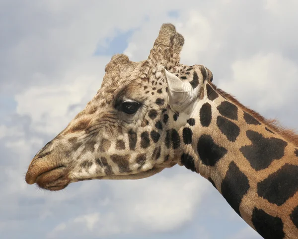 Una giraffa testa contro il cielo — Foto Stock