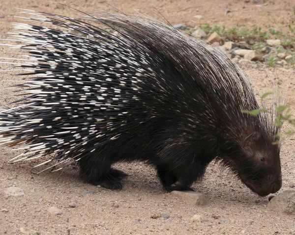 Un porc-épic à crête africaine, Hystrix cristata Images De Stock Libres De Droits