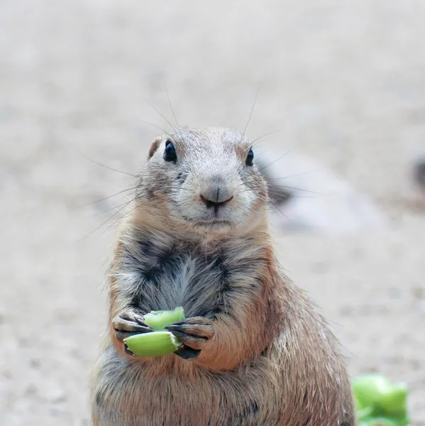 Un perro de la pradera comiendo un pedazo de apio — Foto de Stock