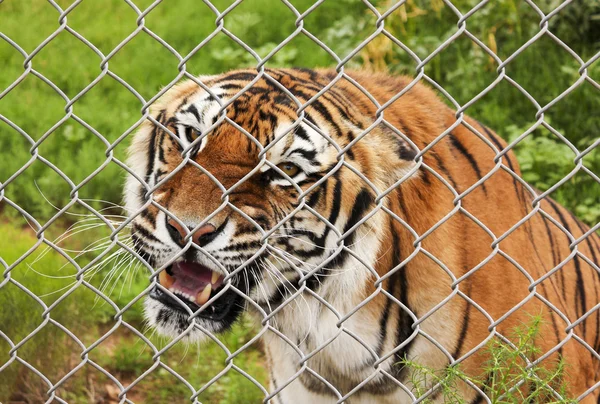 Een boze Bengaalse tijger in een dierentuin kooi — Stockfoto