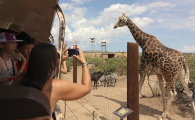 Afrika yaban hayatı parkından, safari