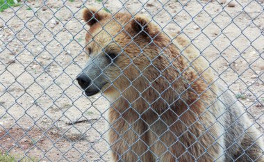 A Curious Grizzly Bear in a Zoo Cage clipart