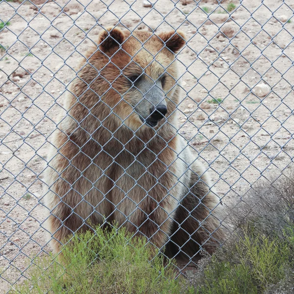 Um urso pardo curioso em uma gaiola do jardim zoológico — Fotografia de Stock