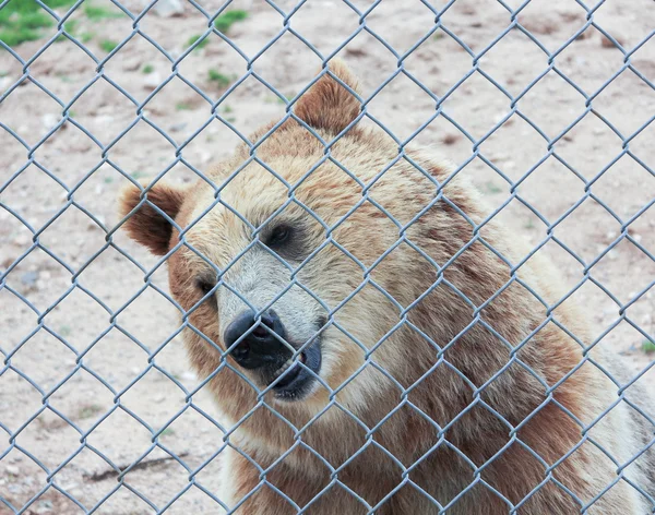 Um urso pardo em uma gaiola do jardim zoológico — Fotografia de Stock