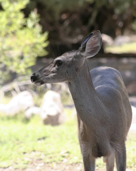 A Close Up of a Whitetail Deer — Stok Foto