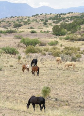 vahşi veya yabani atları bilinen bir mustang sürüsü