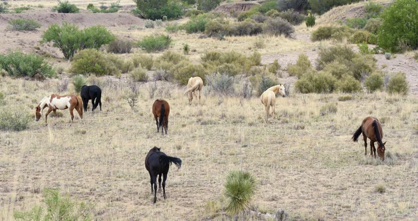 Un troupeau de Mustang, connu sous le nom de chevaux sauvages ou sauvages — Photo