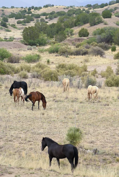 Un troupeau de Mustang, connu sous le nom de chevaux sauvages ou sauvages — Photo