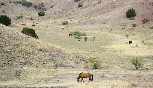 A Mustang Herd, Known as Wild or Feral Horses — Stock Photo, Image
