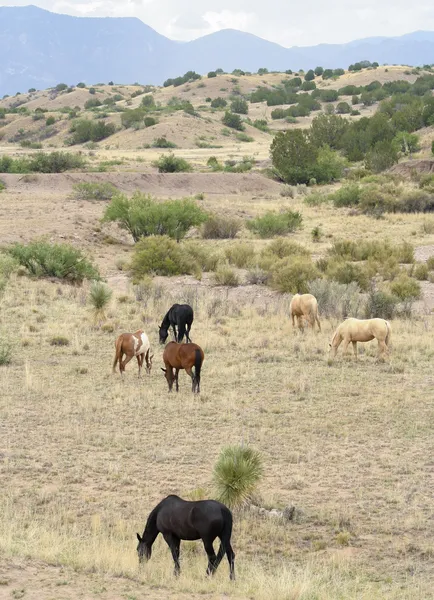 A Mustang Herd, Known as Wild or Feral Horses — Stock Photo, Image