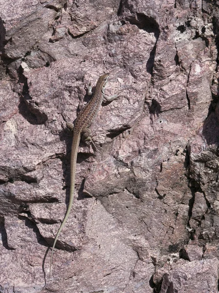 Een new Mexicaanse whiptail hagedis op een rots — Stockfoto