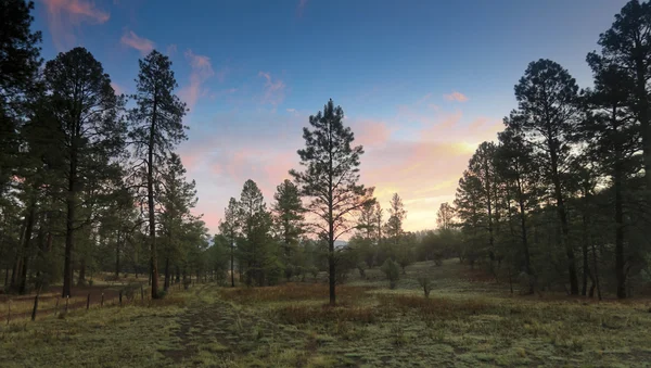 A Sunrise in the Ponderosa PInes — Stock Photo, Image