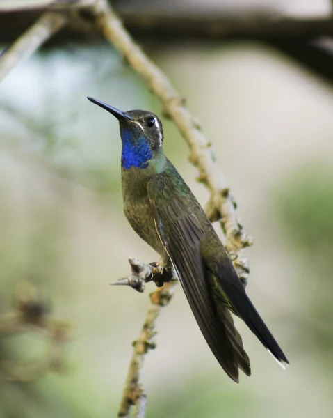 Um beija-flor de garganta azul macho em um ramo — Fotografia de Stock