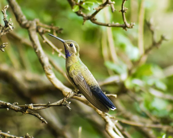 Ein männlicher Blaukehlkolibri auf einem Ast — Stockfoto