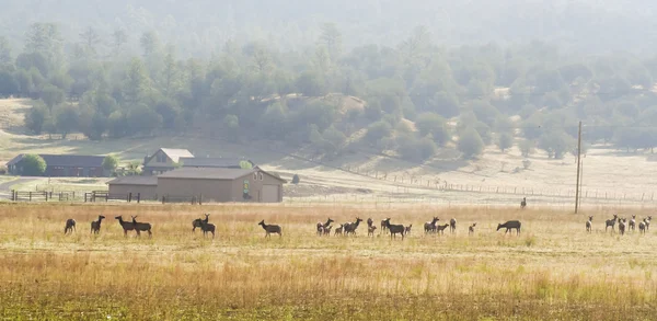 A Large Elk Herd Skirts a Ranch in New Mexico — Stock Photo, Image