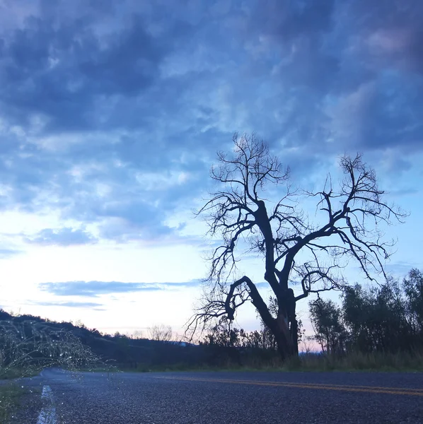 Stare drzewo żyje tuż przed świtem — Zdjęcie stockowe