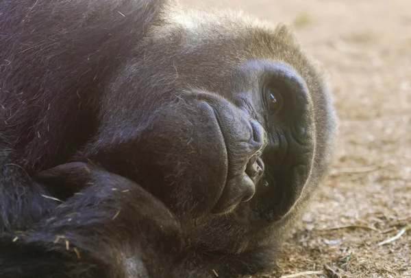 Un gorilla guarda mentre giace a terra — Foto Stock