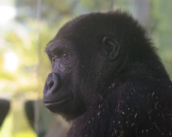En zoo gorilla klockor från dess inhägnad — Stockfoto