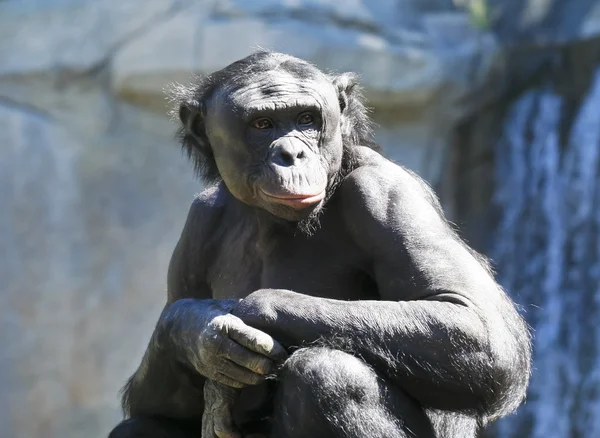 Um velho bonobo senta-se ao sol — Fotografia de Stock