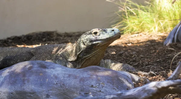 Komodo dragon içinde bir hayvanat bahçesi çevirme — Stok fotoğraf