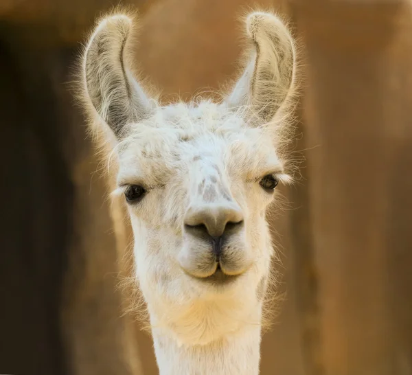 Ein nahes Porträt eines weißen Lamas — Stockfoto