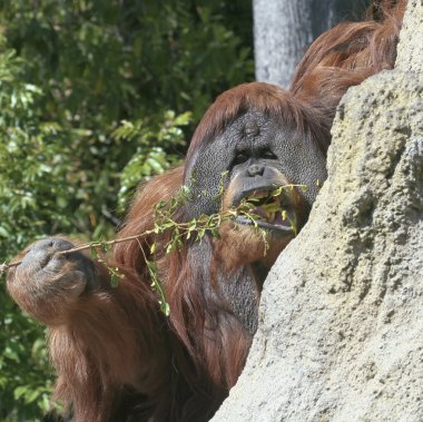 termitler için balık için bir sopa bir orangutan kullanır