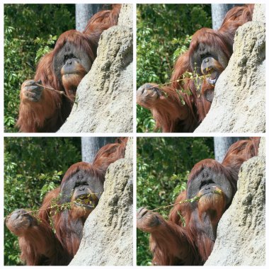 termitler için balık için bir sopa bir orangutan kullanır