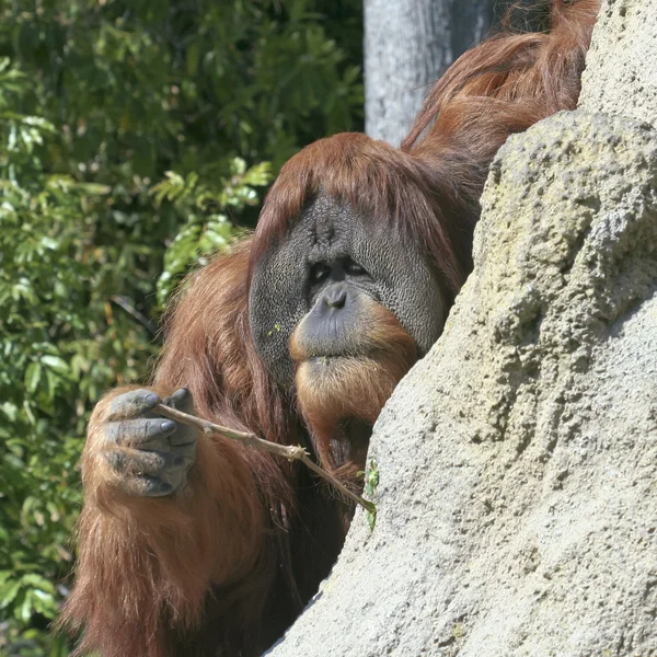 Een orang-oetan maakt gebruik van een stok om te vissen naar termieten — Stockfoto