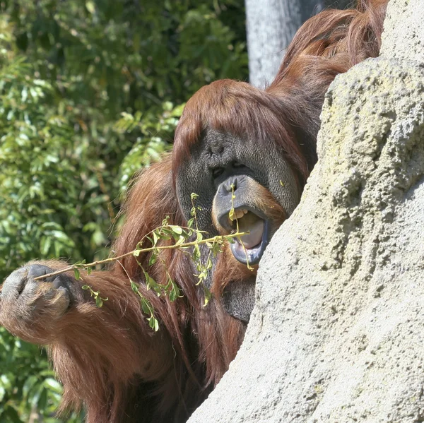Termitler için balık için bir sopa bir orangutan kullanır — Stok fotoğraf
