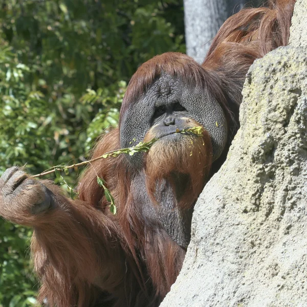 Een orang-oetan maakt gebruik van een stok om te vissen naar termieten — Stockfoto