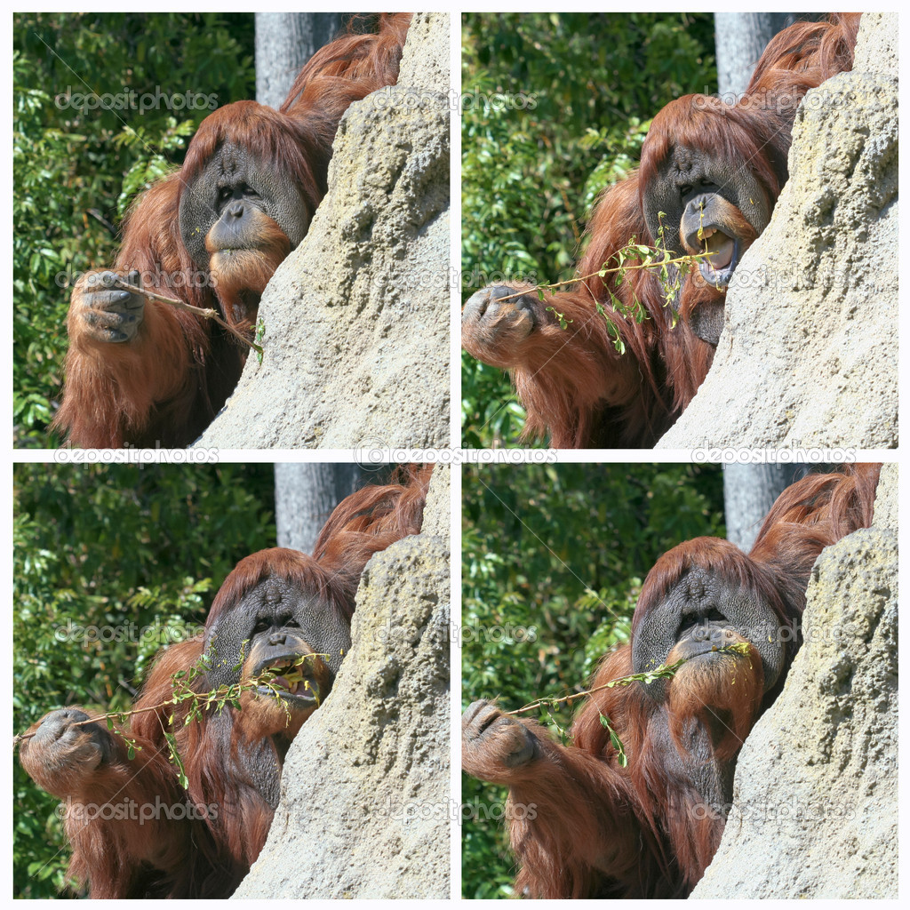An Orangutan Uses a Stick to Fish for Termites