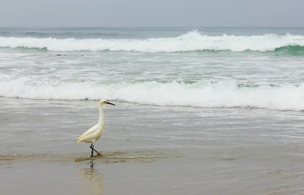 Um Egret nevado forrageando em uma praia — Fotografia de Stock