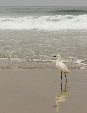 Sahilde yiyecek arama snowy balıkçıl