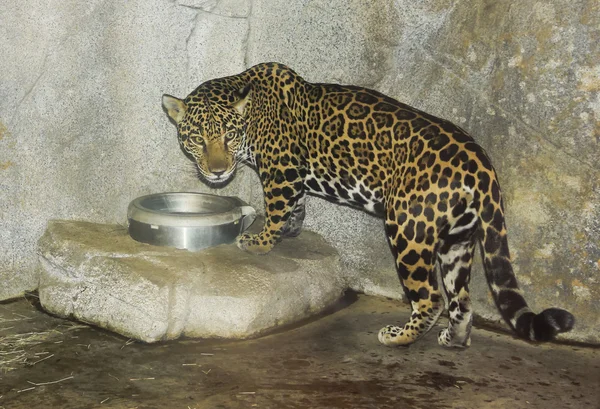 Uma Jaguar bebe em seu recinto zoológico — Fotografia de Stock