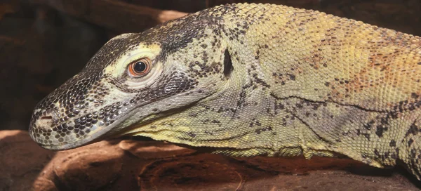 A Close Up of a Komodo Dragon — Stock Photo, Image
