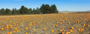 büyük yama Güz pumpkins tam