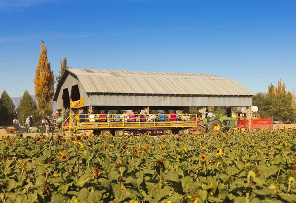 Een ritje van hooi geeft als resultaat van een pompoen patch — Stockfoto