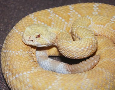 albino batı diamondback çıngıraklı, Atrox Crotalus