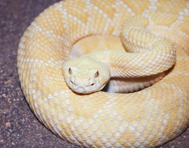 albino batı diamondback çıngıraklı, Atrox Crotalus