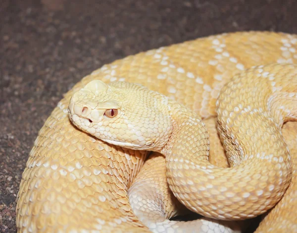 Una serpiente de cascabel Albino Western Diamondback, atrox Crotalus —  Fotos de Stock