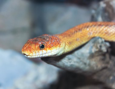 yakın bir yukarı bir kara yılan