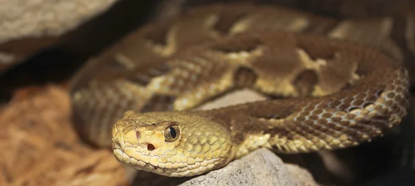 Un primer plano de una serpiente de cascabel de roca, Crotalus lepidus —  Fotos de Stock