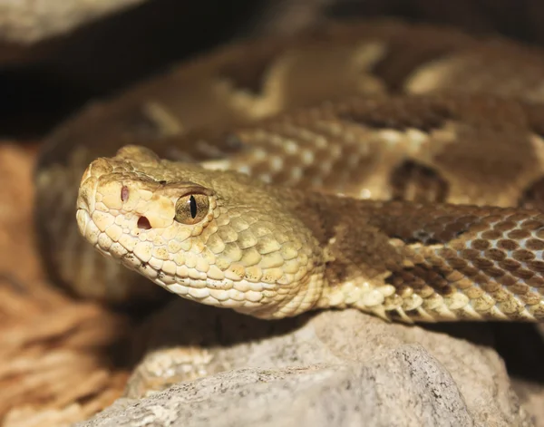 A Close Up of a Rock Rattlesnake, Crotalus lepidus — Fotografie, imagine de stoc