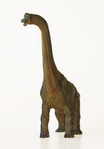 A Tall Brachiosaurus Dinosaur, or Arm Lizard