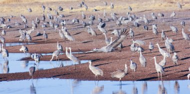 onun surivival grup sandhill crane uçar