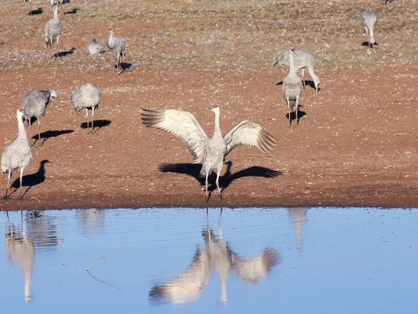 Un grupo de grúas de arenisca junto a un estanque —  Fotos de Stock