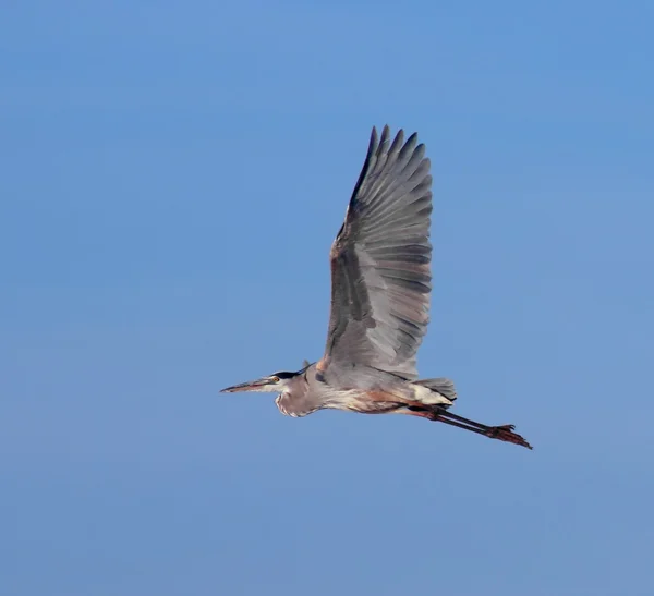 A Great Blue Heron in the Sky — Stock Photo, Image