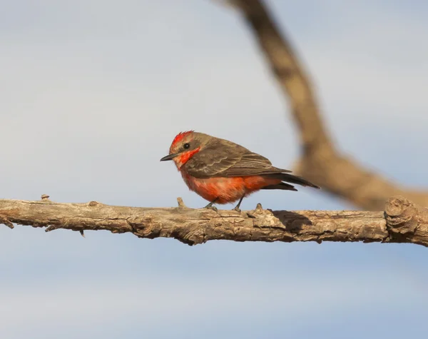 A Vermilion Flycatcher on a Tree Branch — Stock Photo, Image