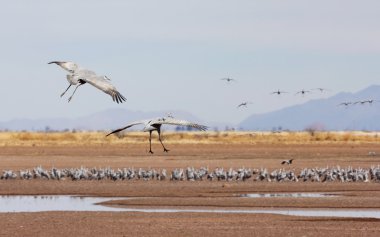onun surivival grup sandhill crane iki kayar